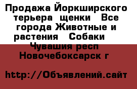 Продажа Йоркширского терьера, щенки - Все города Животные и растения » Собаки   . Чувашия респ.,Новочебоксарск г.